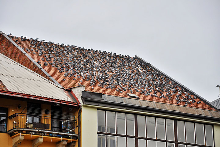 A2B Pest Control are able to install spikes to deter birds from roofs in Risley. 